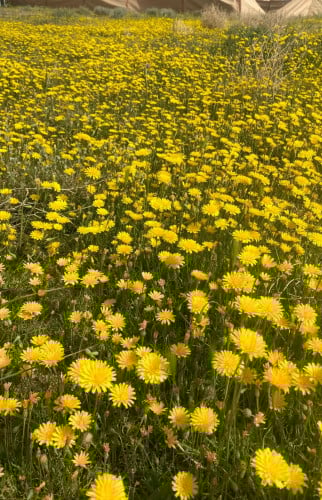 حوى ( الكلاب ) 100 بذرة Leontodon laciniatus