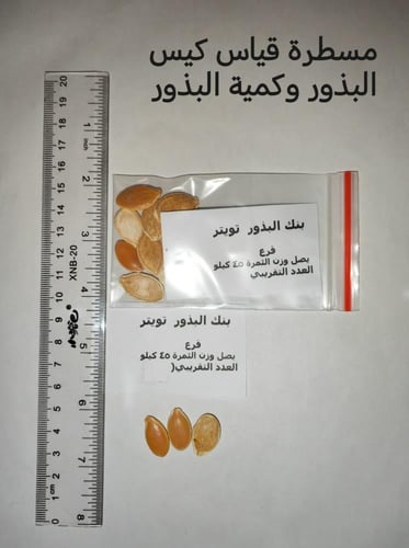 قرع وسط 10 بذرات (يصل وزنه 45 كيلو )