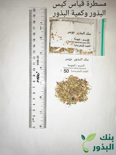 عهينة 20 بذرة تقريبا معها شوائب كثيرة Teucrium oli...