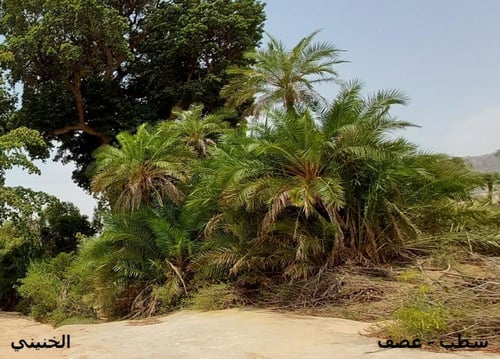 نخيل شطب - غضف 25 بذرة Phoenix caespitosa