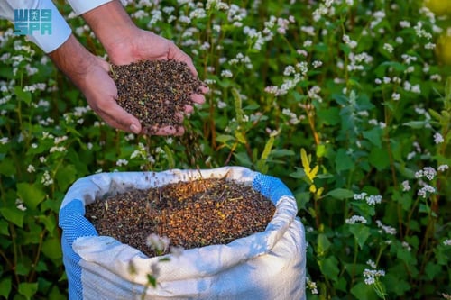 حنطة سوداء 500 بذرة