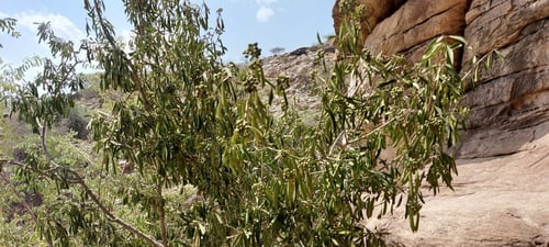 شذا 15 بذرة Tarenna graveolens