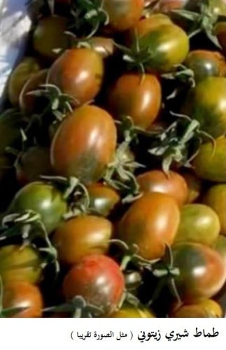 طماط شيري زيتوني 200 بذرة