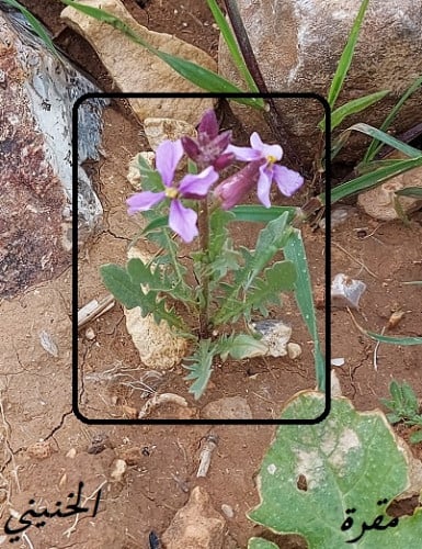 مقرة 10 قرون بذور