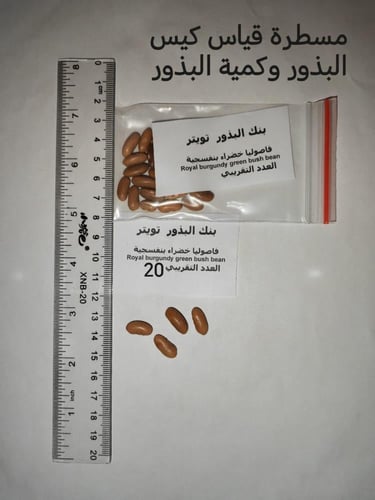 فاصوليا خضراء بنفسجية 20 بذرة royal burgundy green...