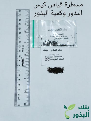 شقر 200 بذرة Glaucium arabicum Fresen