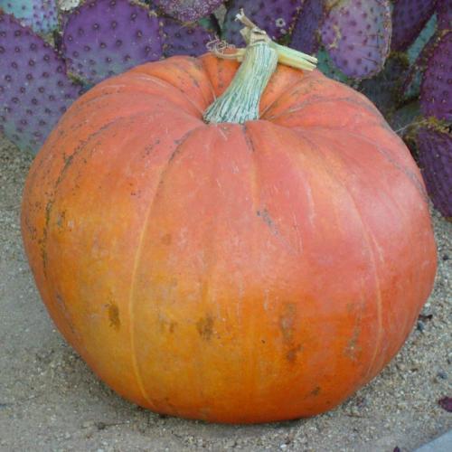 قرع وسط 10 بذرات (يصل وزنه 45 كيلو )