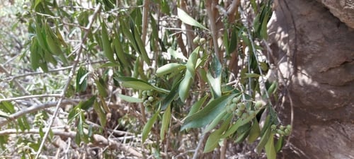 شذا 15 بذرة Tarenna graveolens