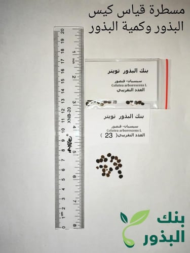 سيسبان الاردن 20 بذرة