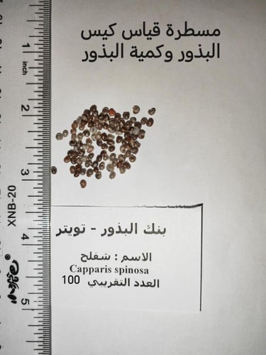 شفلح (كبار) 100 بذرة Capparis spinosa