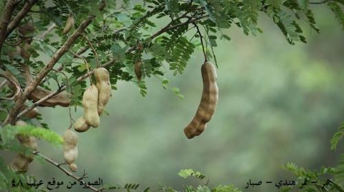 حمر - صبار - تمر هندي 30 بذرة Tamarindus indica