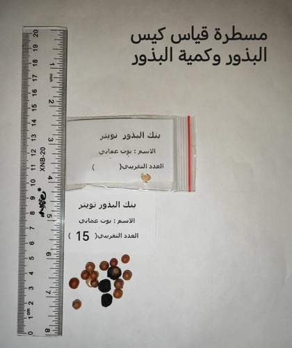 بوت عماني 10 بذرة Sideroxylon mascatense