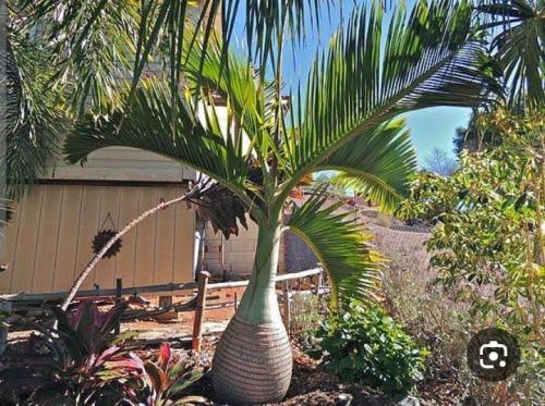 نخيل بوتل بالم 15 بذرة Bottle palm