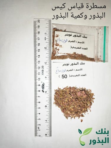 ضرم لون فاتح ( لافندر ) 50 بذرة lavandula dentata