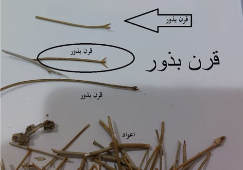 شقارا 100 بذرة تقريبا Matthiola longipetala