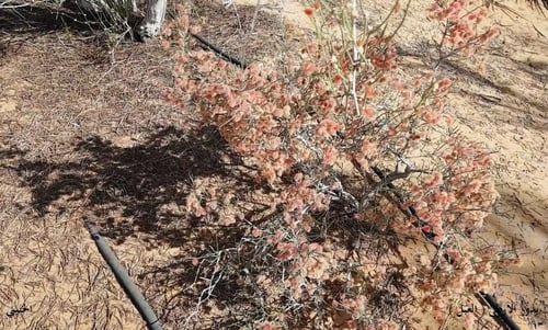 ارطى عدد البذور ملاء كأس Callgonum comosum