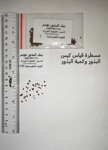 اقحوان المزارع 100 بذرة Chrysanthemum