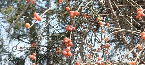 لوى 20 بذرة Ephedra foeminea Forssk