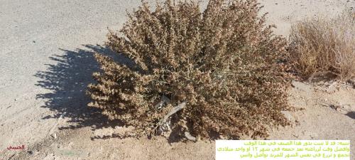 عجرم (مواصل ) البذور مقدار بيالة anabasis articula...