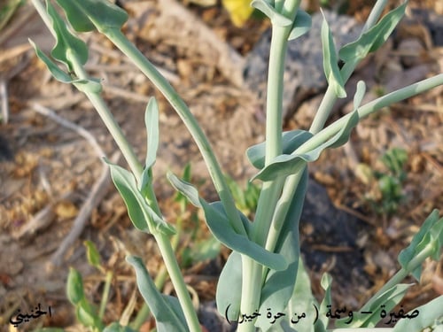 صفيرة ( الوسمة ) 10 بذرة Lsatis lusitanica