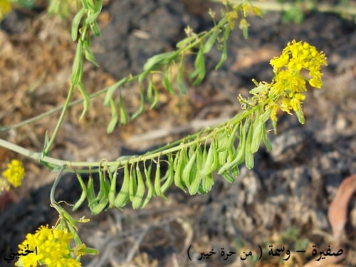 صفيرة ( الوسمة ) 10 بذرة Lsatis lusitanica