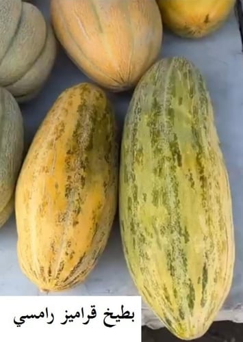 بطيخ قراميز من منطقة الرامس 40 بذرة Melon