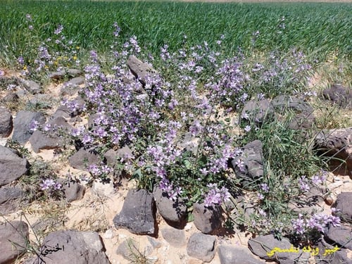خبيز زهرة بنفسجي 50 بذرة Malva nicaeensis