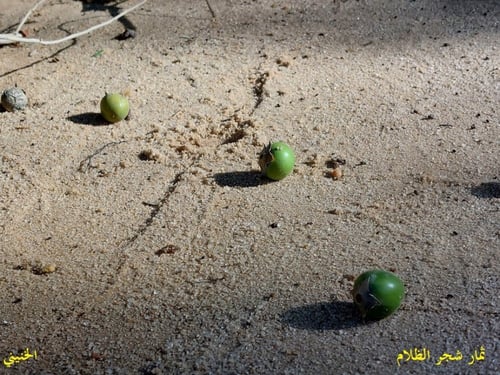 ظلام 15 بذرة Diospyros mespiliformis