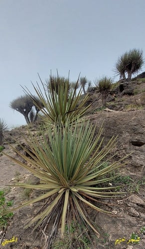 خزم - عراب 10 بذرات Dracaena ombet