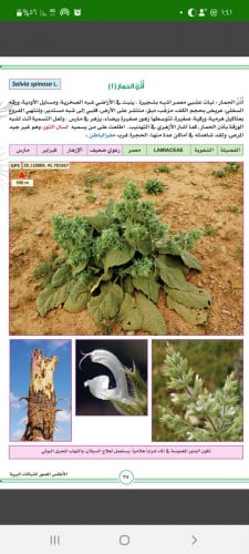 اذن الحمار - لسان الثور ؟؟ بذرة Salvia spinosa