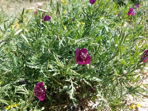 بختري 300 بذرة Roemeria hybrida