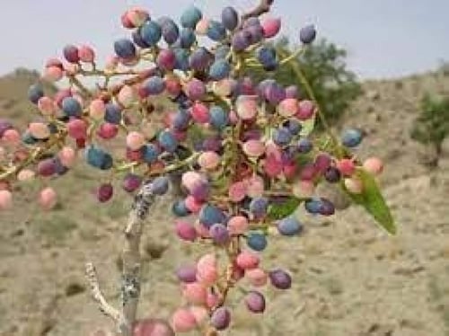 بطم 50 بذرة Pistacia atlantica