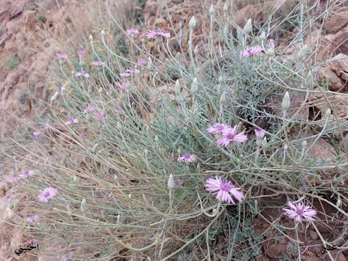 عنبر - قرنفل 5 زهرات Volutaria lippii