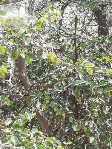 قصم 30 بذرة Zizphus hajarensis