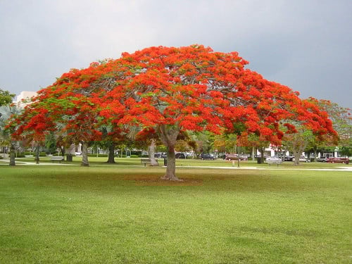 بونسيانا حمراء 20 بذرة Delonix regia
