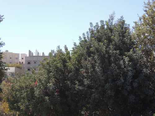 خروب 30 بذرة Ceratonia siliqua