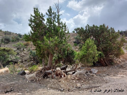علعلان ( عرعر ) 20 بذرة Juniperus excelsa M