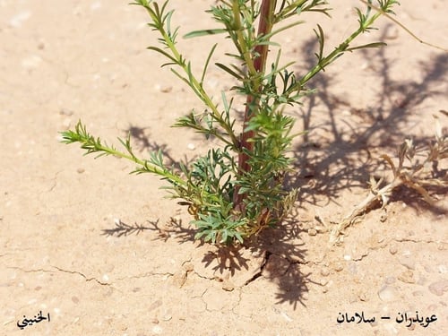 سلامان ( العويذران ) 30 بذرات Artemisia scoparia