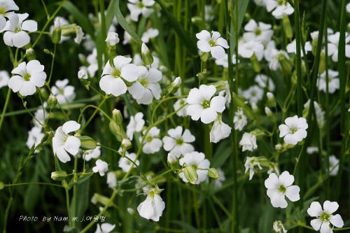 دهدهان ابيض 100 بذرة Vaccaria Hispanica
