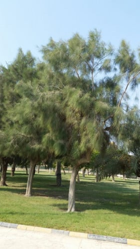 اثل امريكي 200 بذرة Casuarina