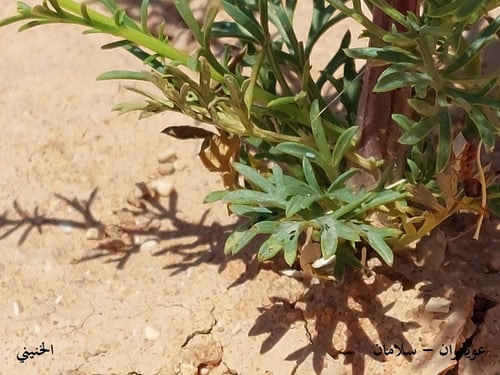 سلامان ( العويذران ) 30 بذرات Artemisia scoparia