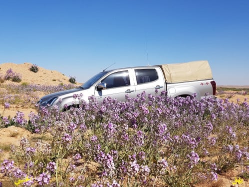 يهق (جرجير بري) 2000 بذرة Diplotaxis acris