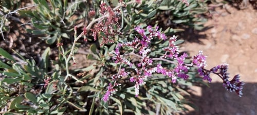 خزامى البحر-القطف (كسب) البذور ؟؟ Limonium axillar...