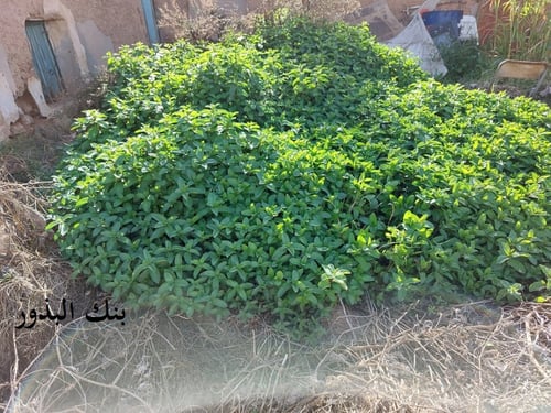 نعناع 50 بذرة