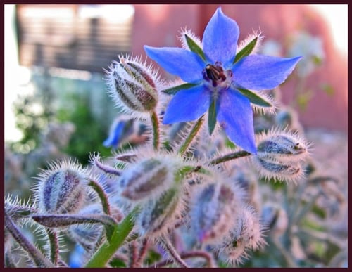 خبز النحل 50 بذرة BORAGO OFFICINALIS