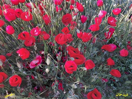 ديدحان الاردن من ربيع الاردن 1000 بذرة Papaver gla...