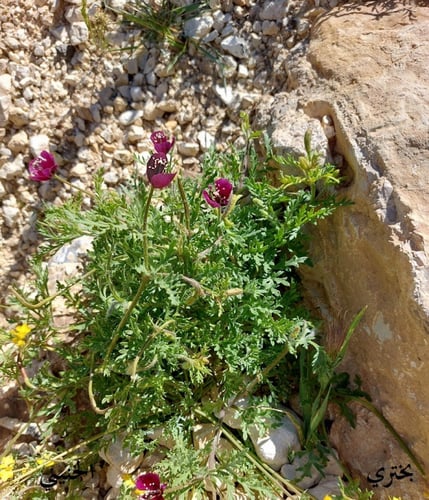 بختري 300 بذرة Roemeria hybrida