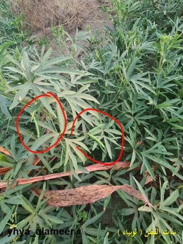 لوبياء محلية من تهامة ( قطن ) 700 بذرة