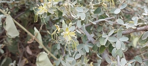 سراحة 5 بذرات Cadaba Farina Forssk