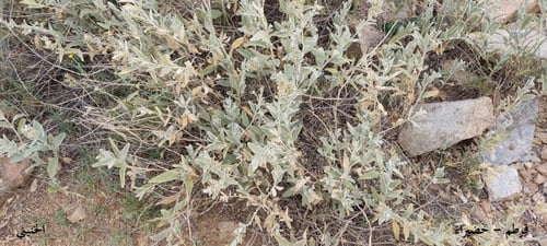 قرطم - خضيراء 20 بذرة Stachys schimperi